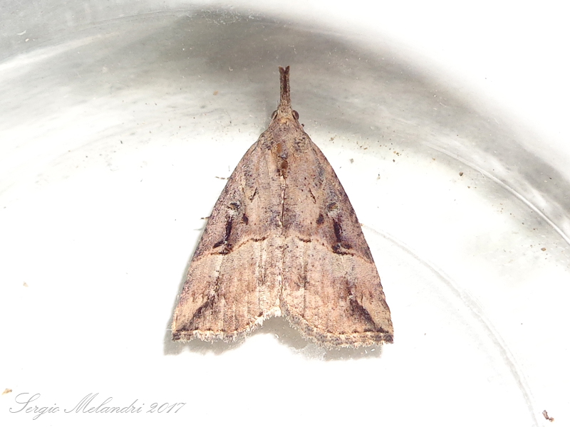 da identificare - Hypena rostralis - Erebidae